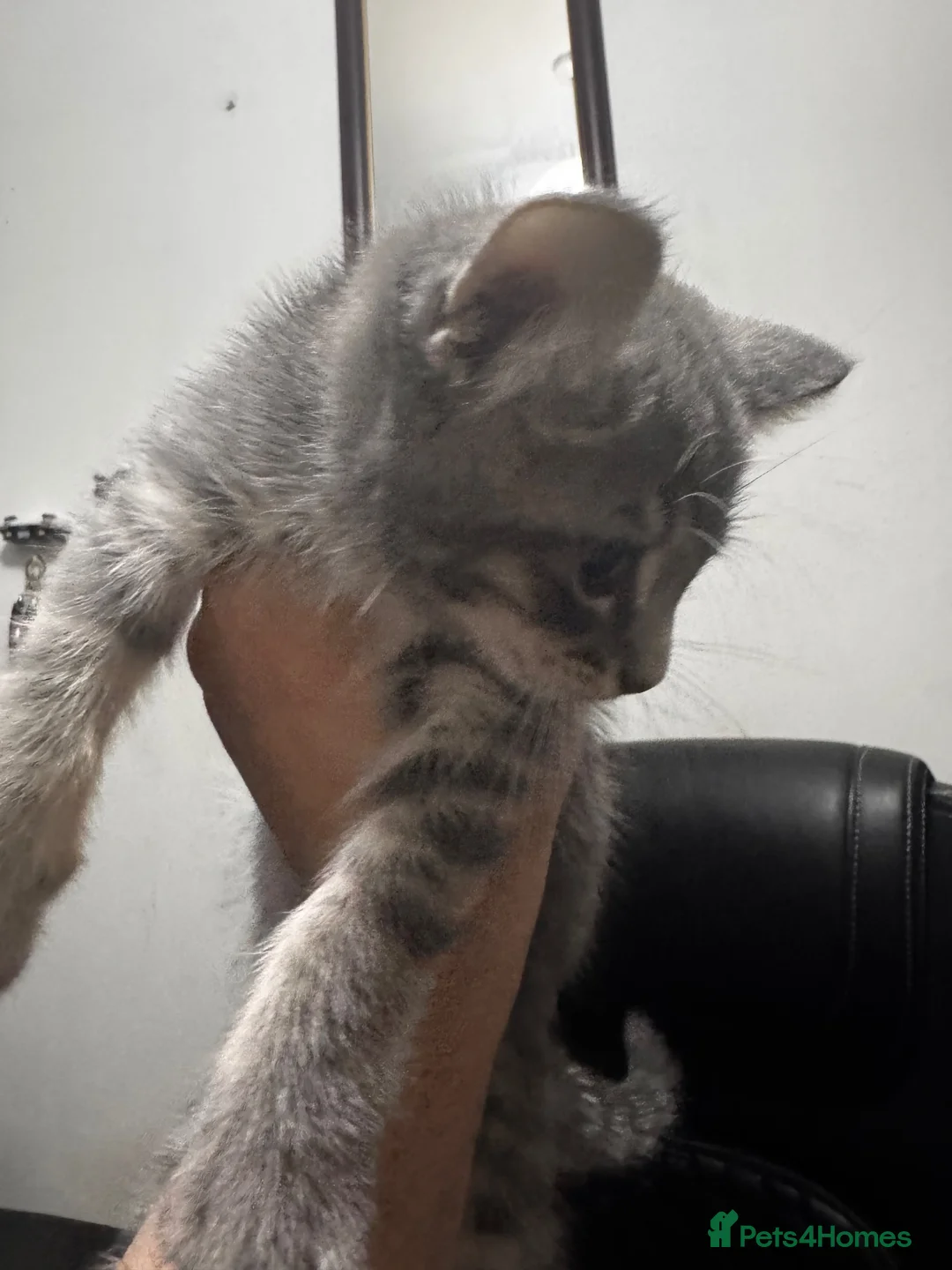 Norwegian Forest Cat cats for sale: Beautiful Bengal × Norwegian Forest Kitten - Advert 1