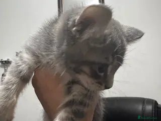Norwegian Forest Cat cats Beautiful Bengal × Norwegian Forest Kitten - Advert 2