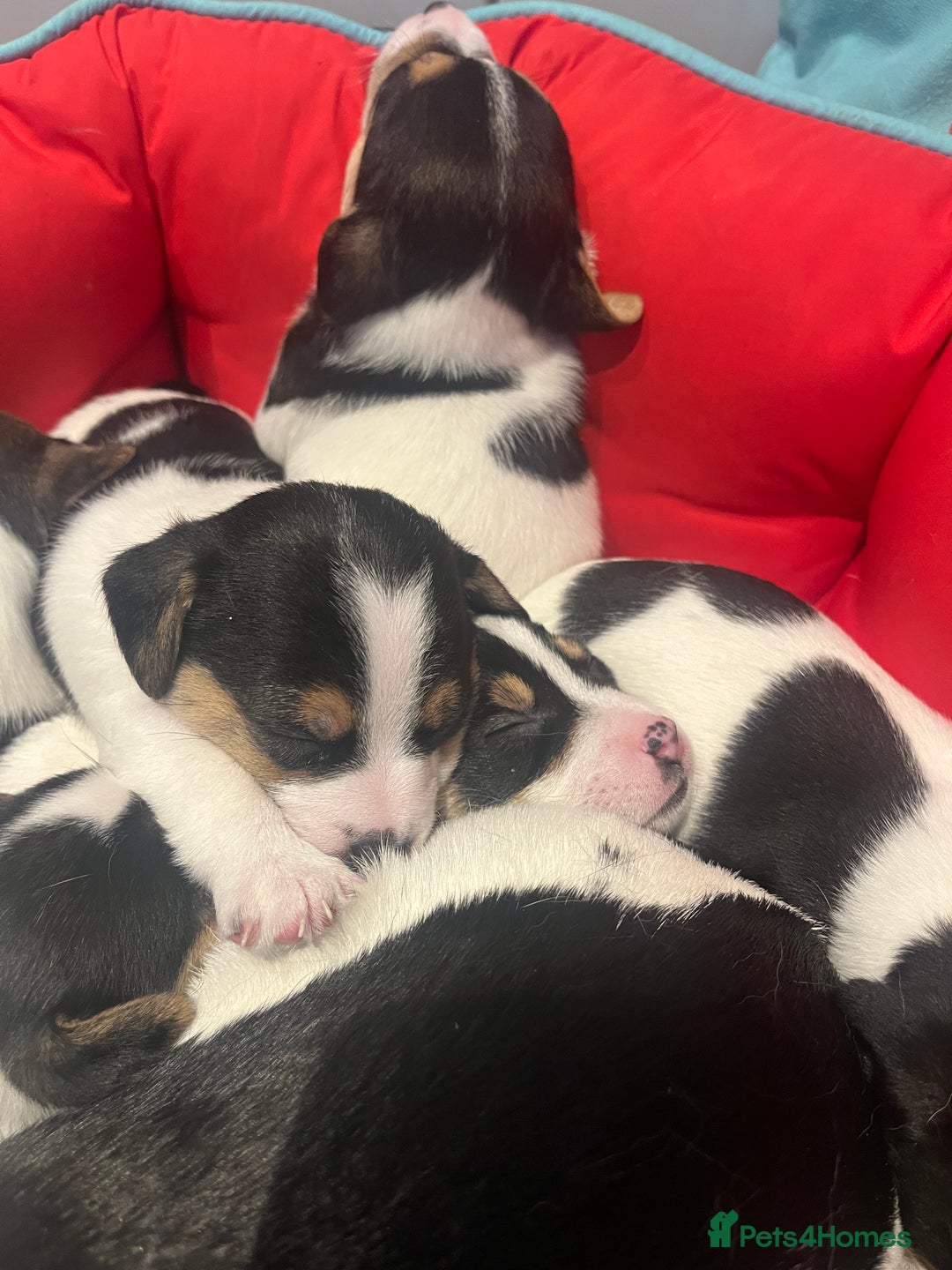 Mixed Breed dogs for sale: First litter of 7 Jack Russel puppies  - Advert 15