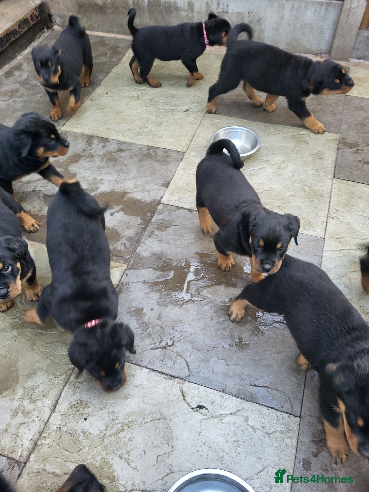 Rottweiler dogs Rottweiler pupps for sale  - Advert 2