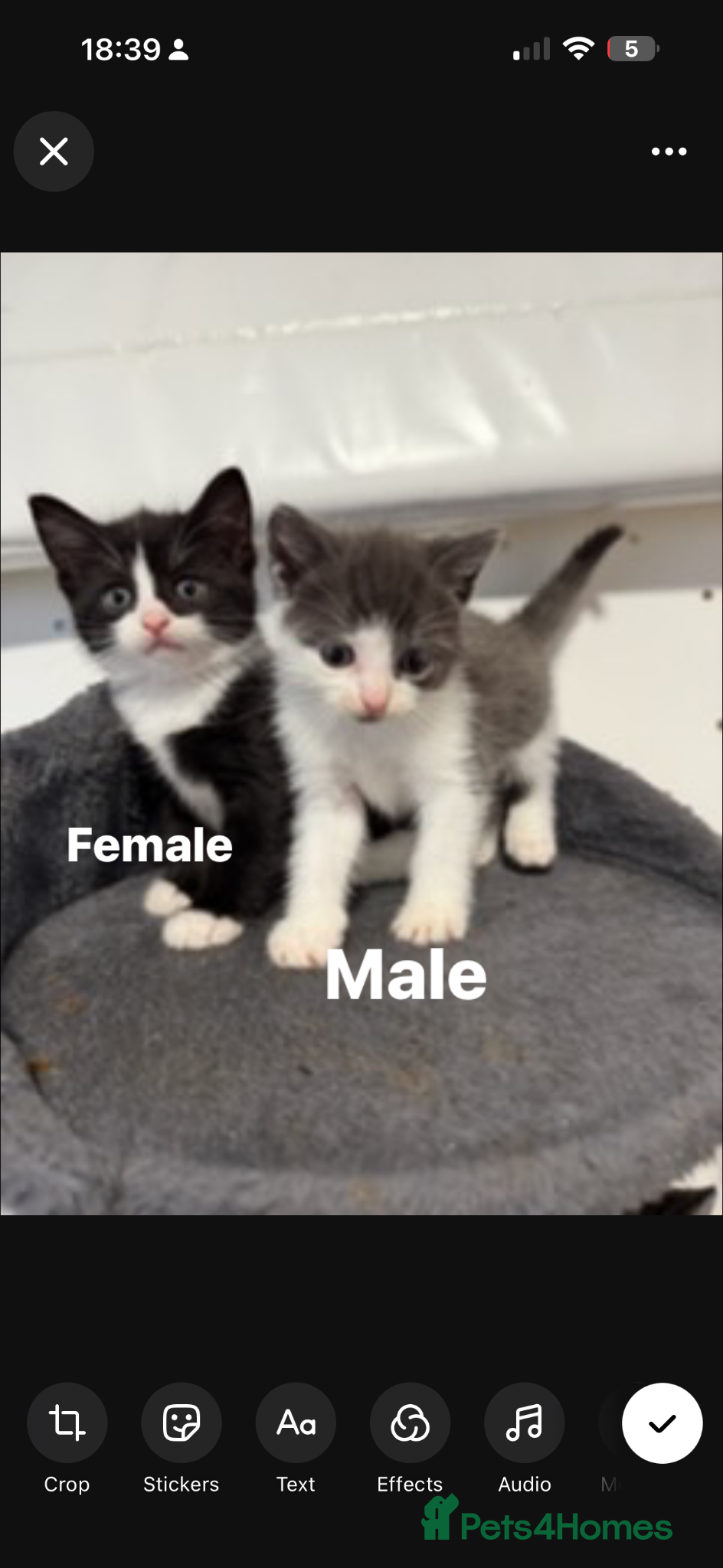 British Shorthair cats Kittens ready to leave  - Advert 11