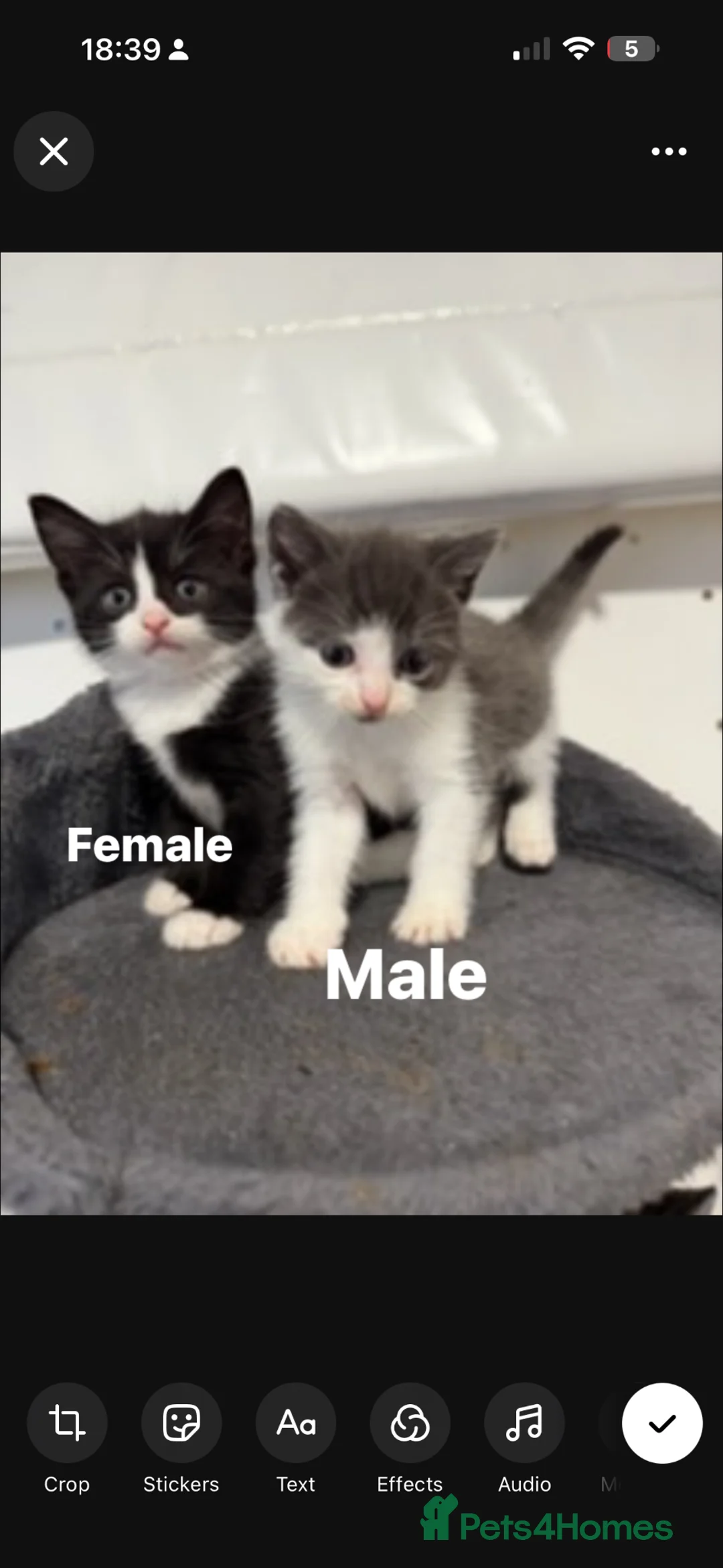 British Shorthair cats for sale: Kittens ready to leave  in Liverpool - Advert 1