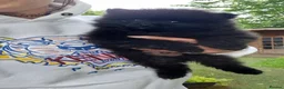 Pomeranian dogs for sale: Cute Pomeranian boys, amazing colour in Wigan - Advert 9