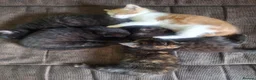Mixed Breed cats for sale: Very nice kittens:3 boys and 3 girls - Advert 3