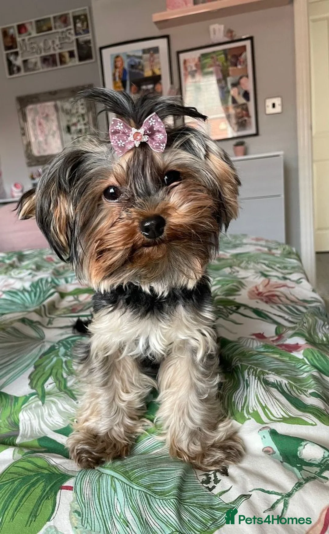 Yorkshire Terrier dogs for sale: 1 TEACUP YORKSHIRE TERRIER GIRL LEFT 2 IN LITTER - Advert 4