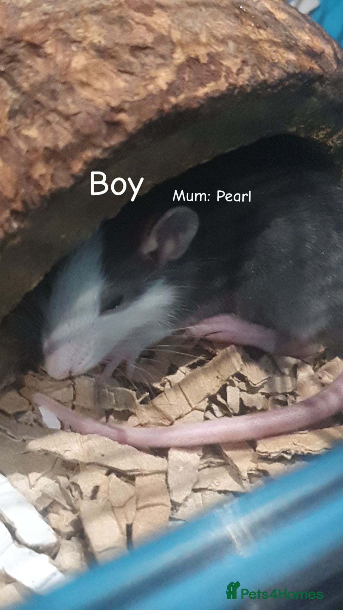 Rat rodents Confident, playful ratties! Pearl's litter - Advert 12