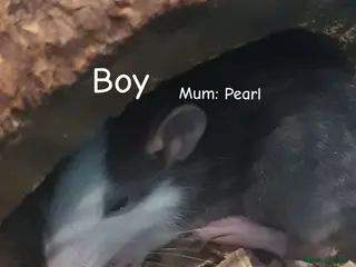 Rat rodents Confident, playful ratties! Pearl's litter - Advert 2