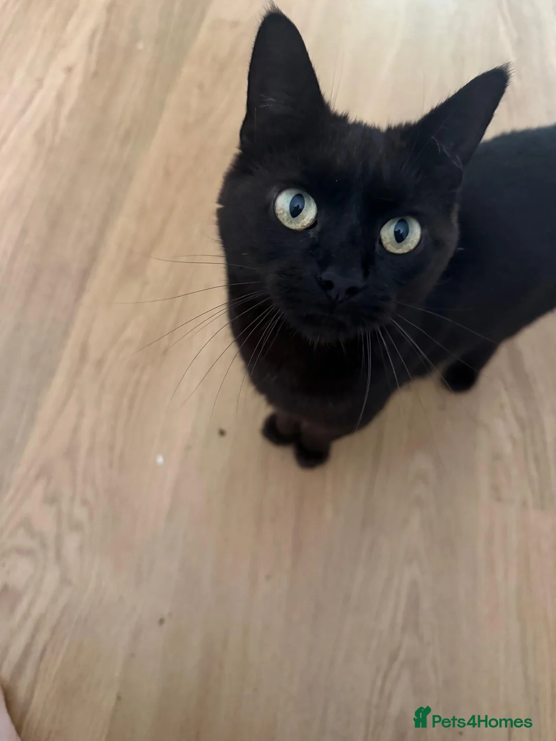 British Shorthair cats for sale: Beautiful cats needing loving home  - Advert 4