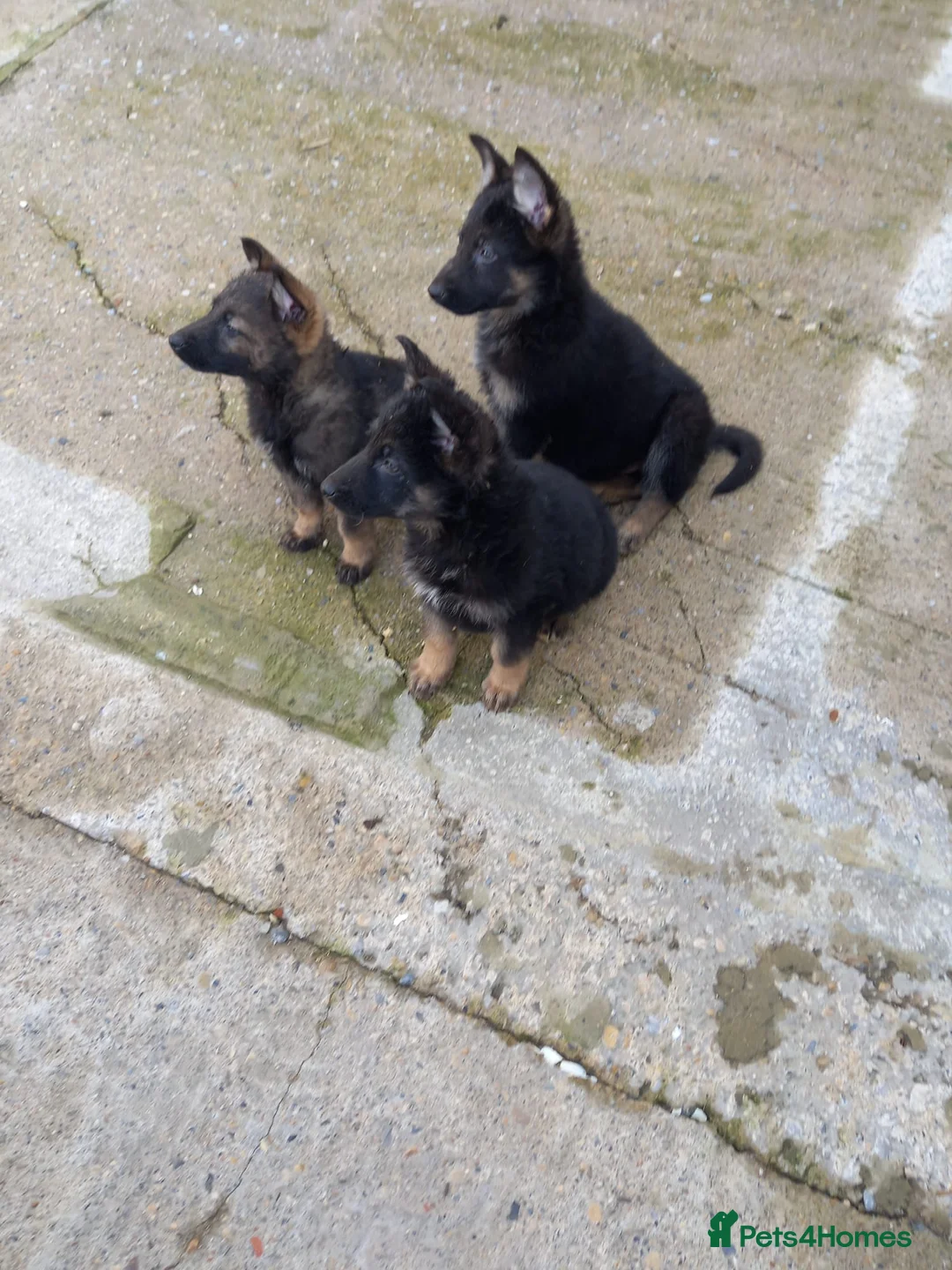 German Shepherd dogs for sale: German shepherd puppies for sale  in Hartlepool - Advert 1