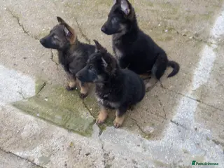 German Shepherd dogs German shepherd puppies for sale in Hartlepool - Advert 2