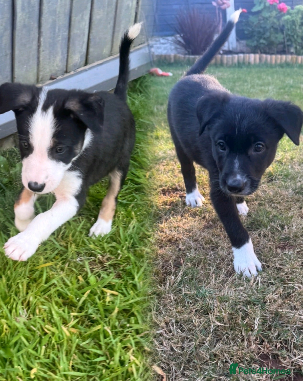 Border Collie dogs 🎀Girlies ready to leave 13th August🐾 - Advert 18