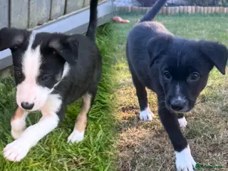 Border Collie dogs 🎀Girlies ready to leave 13th August🐾 - Advert 18