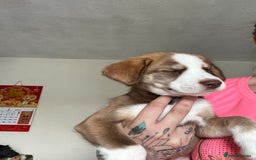 Mixed Breed dogs for sale: Husky x cocker spaniel puppies  - Image 9