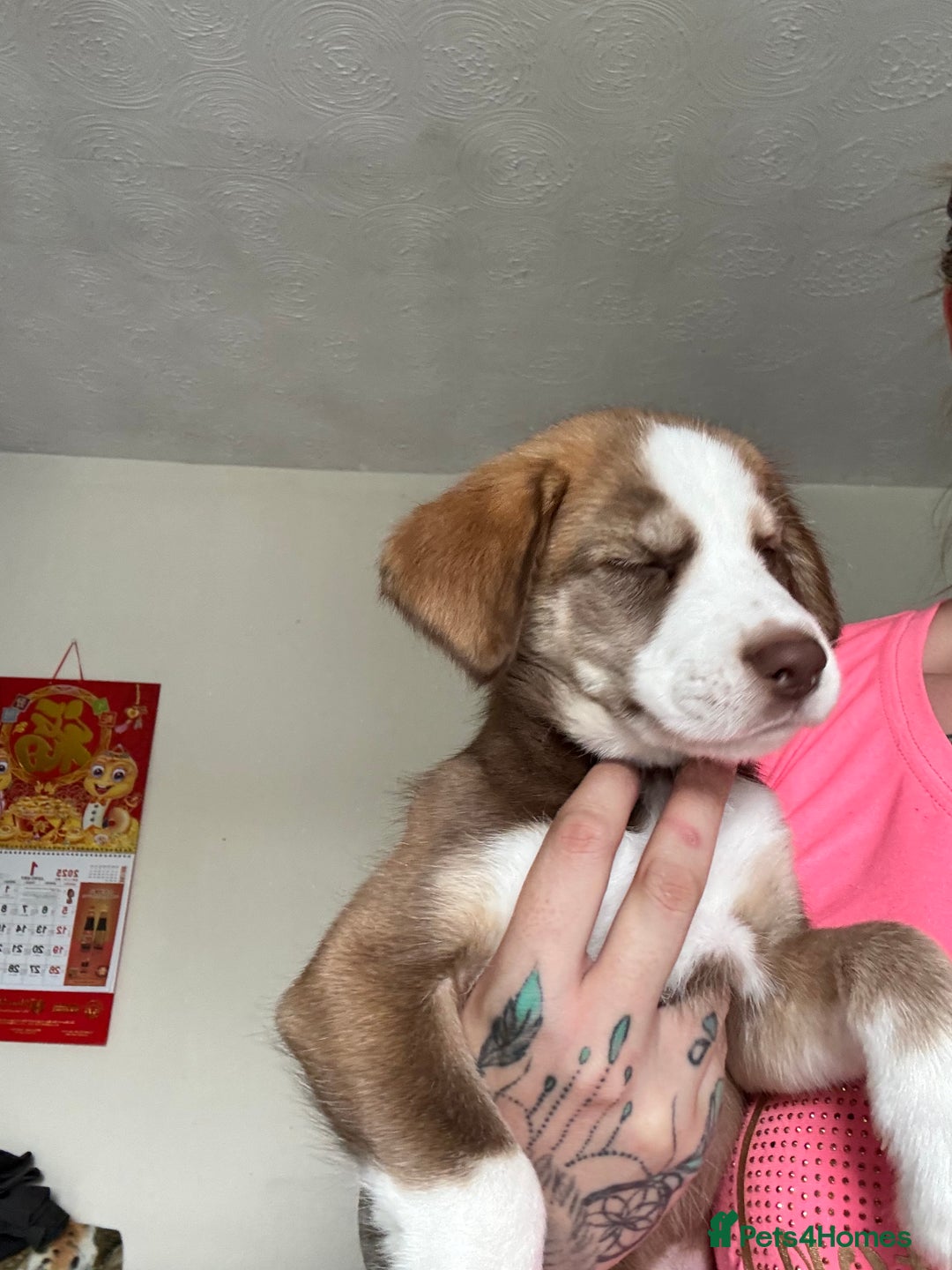 Mixed Breed dogs for sale: Husky x cocker spaniel puppies  - Image 9