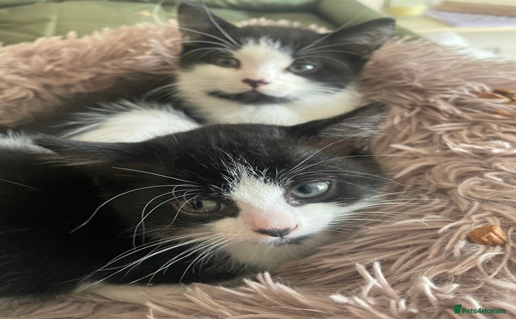British Longhair cats - Advert 1
