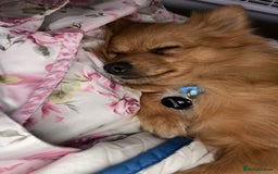 Pomeranian dogs for sale: Energetic Pome - Image 7