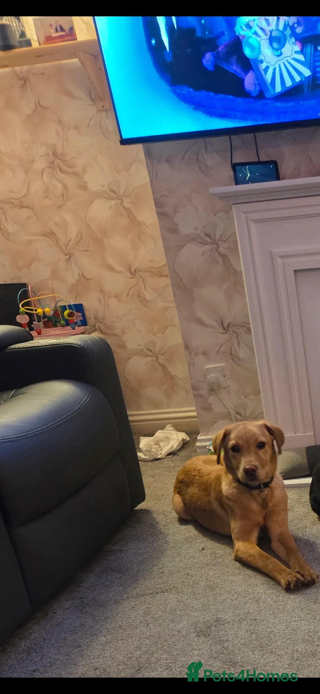 Labrador Retriever dogs for sale: Labrador Bella x - Advert 2