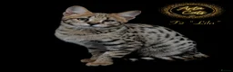 Savannah cats for sale: Stunning rare F2 Savannah - One Remaining! - Advert 10
