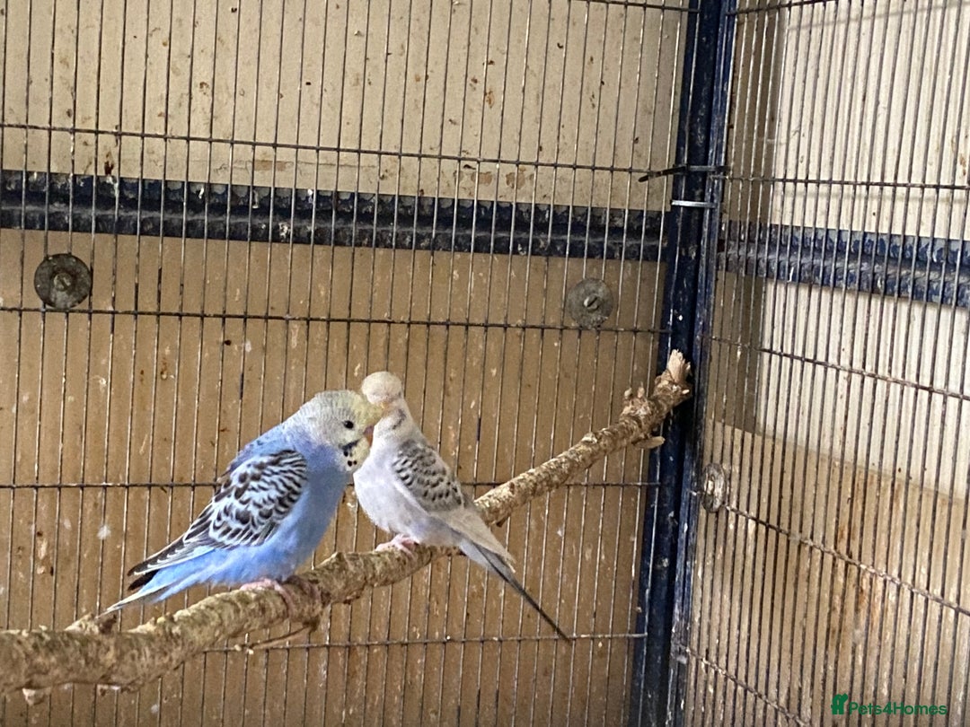 Budgerigars birds for sale: 6 Budgies  - Image 2