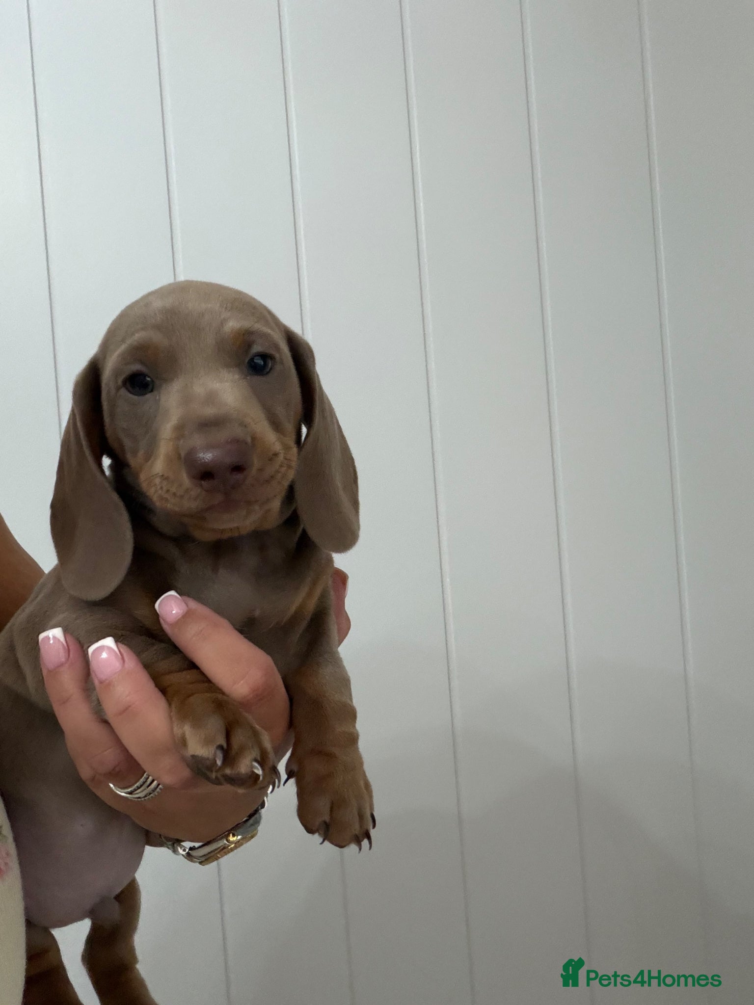 Miniature Dachshund dogs Last Stunning Boy Left  - Advert 2