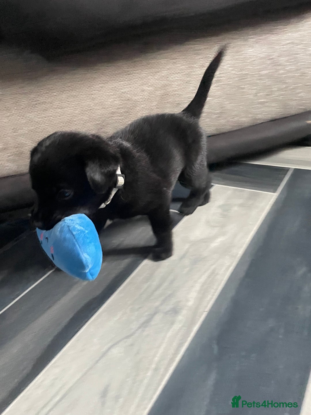 Mixed Breed dogs for sale: 2 beautiful nearly 6 month girls  - Advert 14