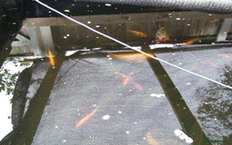 Koi Carp fish for sale: pond clearence koi sturgeon carp - Image 4