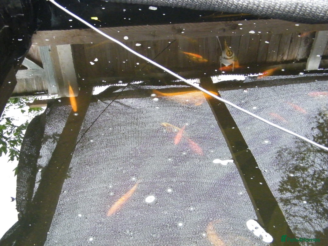 Koi Carp fish for sale: pond clearence koi sturgeon carp - Image 4