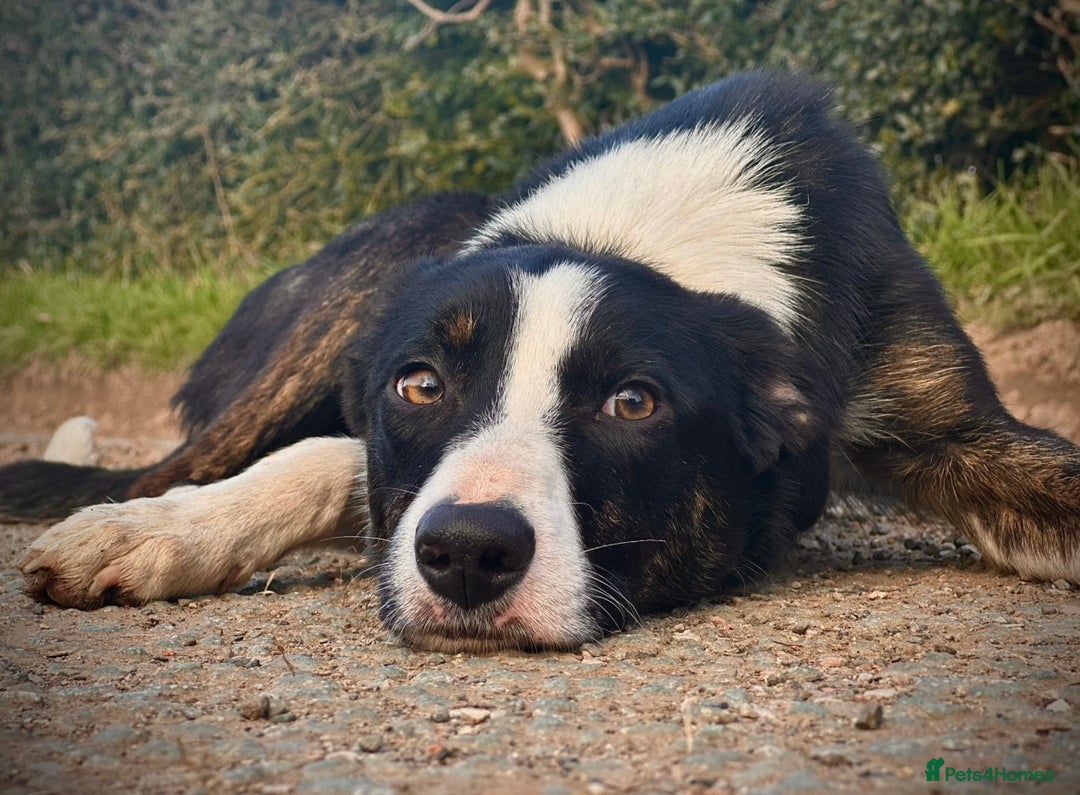 Mixed Breed dogs for sale: ✨🐾 3 Beautiful Female Puppies Available 🐾✨ - Advert 15