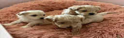 Maltipoo dogs for sale: Exquisite F1 Maltipoo Puppies in Chislehurst - Advert 8