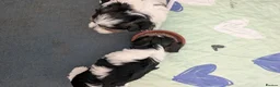 Biewer Terrier dogs for sale: Biewer terrier puppies x 2 boys - Advert 28