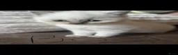 British Shorthair cats for sale: colour point british short hair kittens - Advert 6