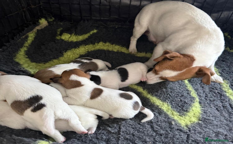 Jack Russell dogs - Advert 2