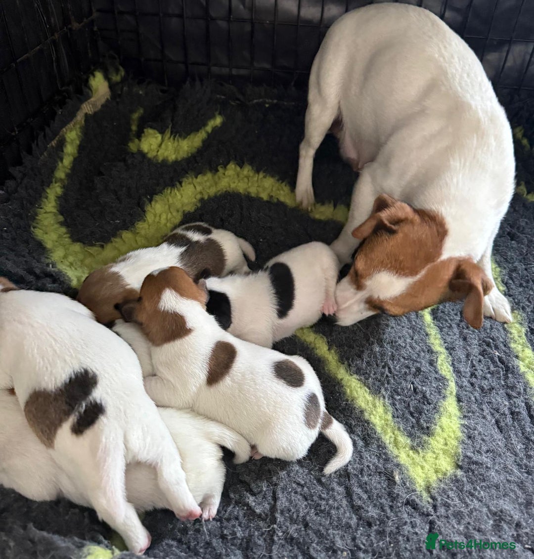 Jack Russell dogs for sale: Bred From Health Tested Parents - Image 1