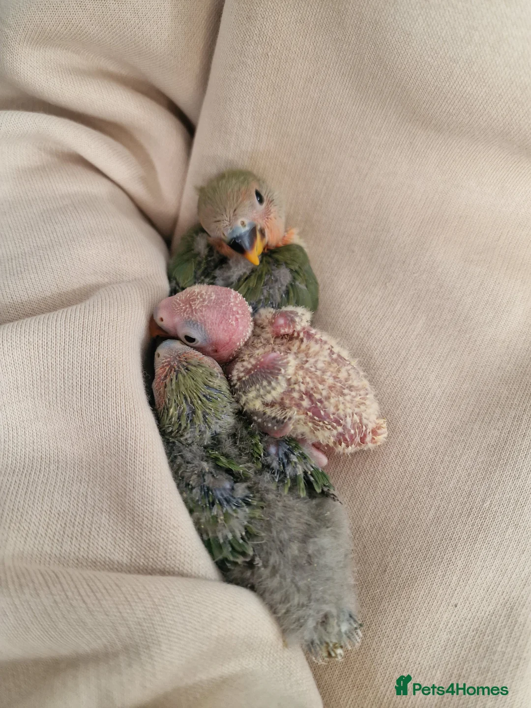 Lovebirds birds for sale: Handreared Baby Lovebirds - Advert 2