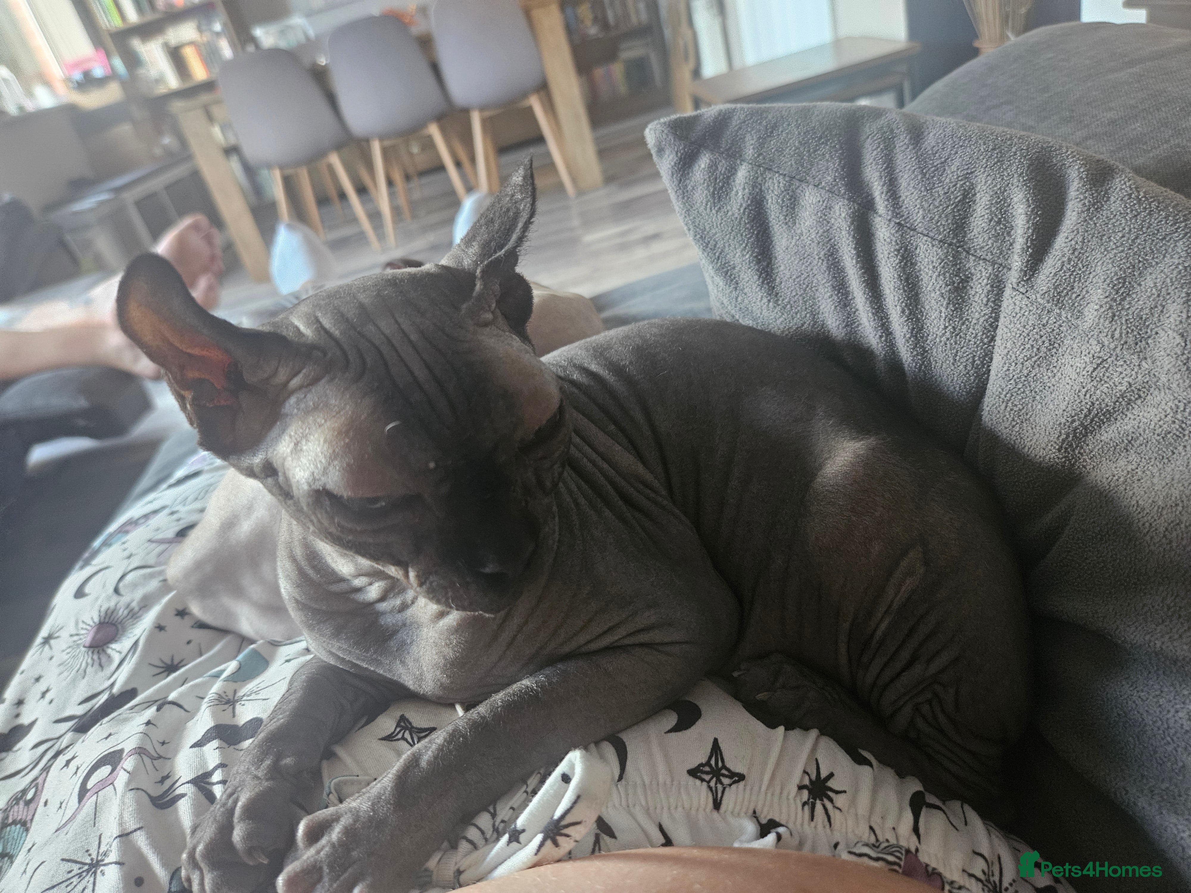 Sphynx cats Elf sphynx  - Advert 4