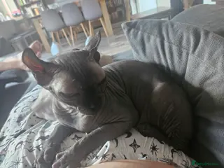 Sphynx cats Elf sphynx - Advert 4