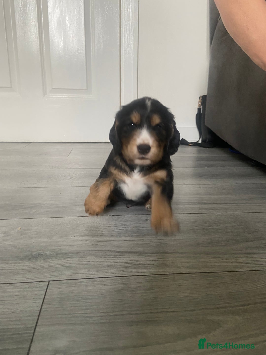 Cocker Spaniel dogs for sale: 3Beautiful show type cocker spaniels 💕♥️ 💙💕 - Image 5