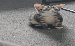 Mixed Breed cats for sale: Cats and Kittens Free - Image 3