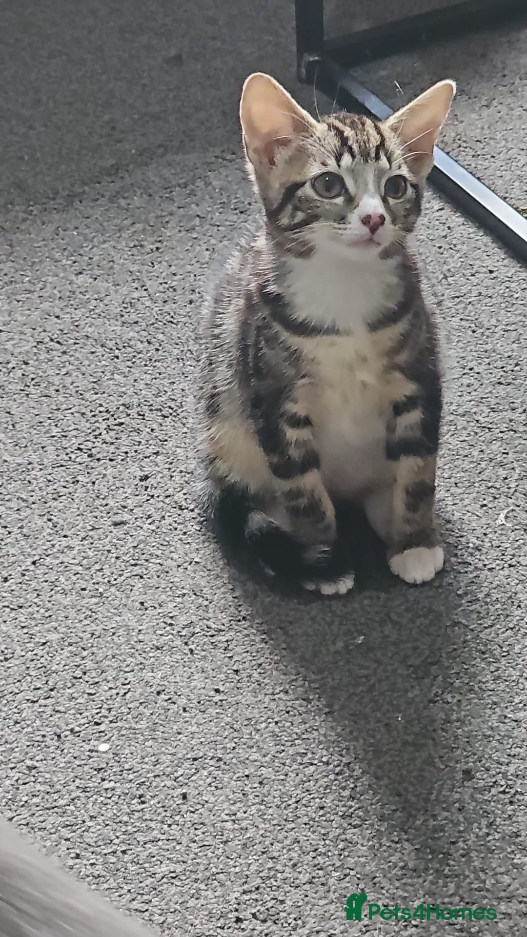 Mixed Breed cats for sale: Cats and Kittens Free - Image 3