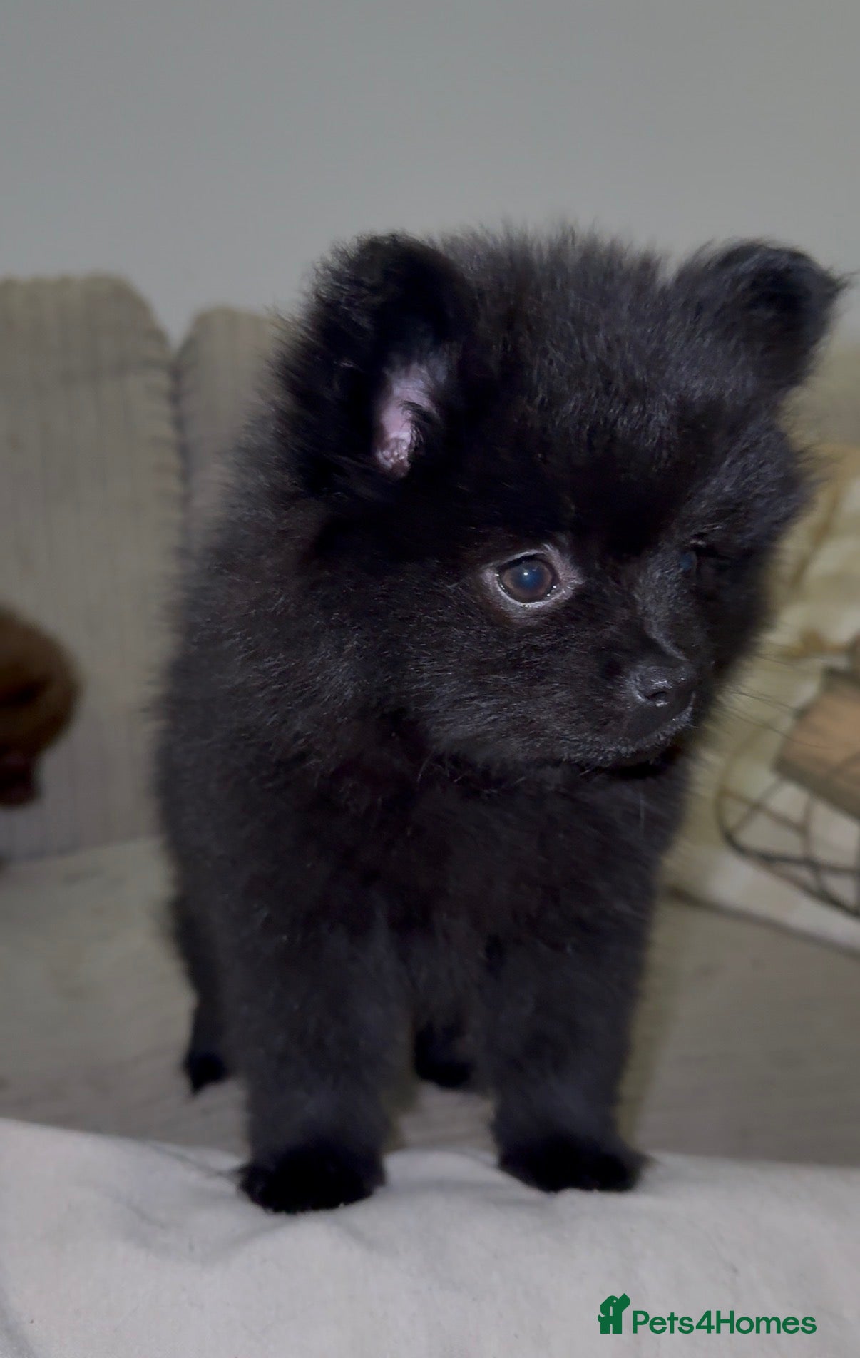 Pomeranian dogs Black Pomeranian Boy looking for his forever home - Advert 1