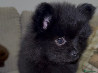 Pomeranian dogs Black Pomeranian Boy looking for his forever home - Advert 9