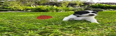 Border Collie Puppy 3