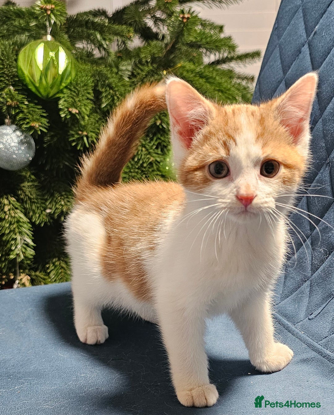 Maine Coon cats for sale: Part Maine Coon kittens - Advert 5