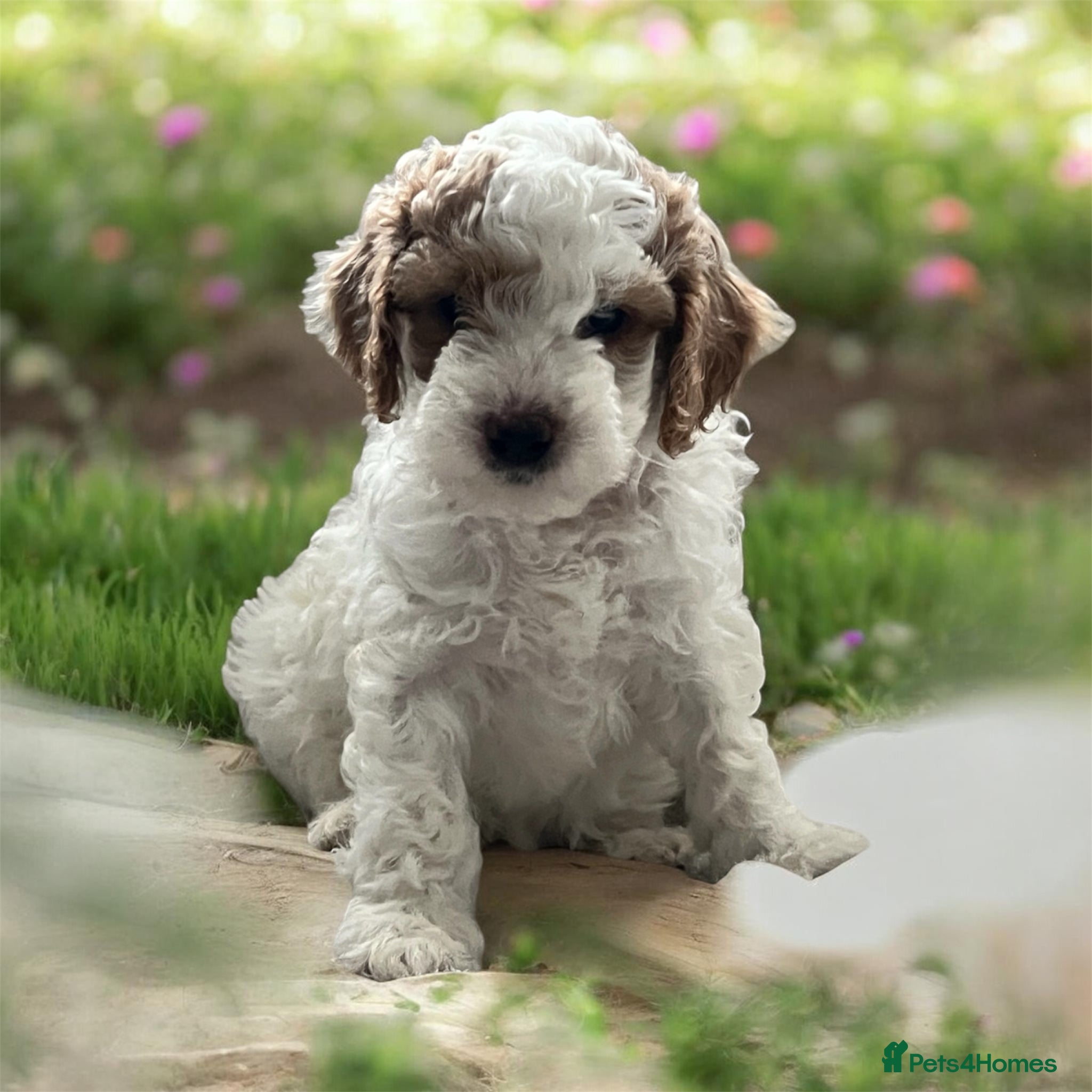 Australian Labradoodle dogs Gorgeous Puppies Ready on 25 April 🐶 - Advert 3