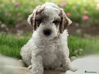 Australian Labradoodle dogs Gorgeous Puppies Ready on 25 April 🐶 - Advert 3