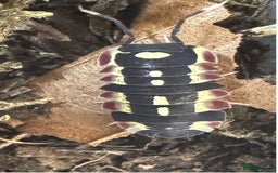Mixed Breed invertebrates for sale: Isopods and dry goods available!  - Image 2