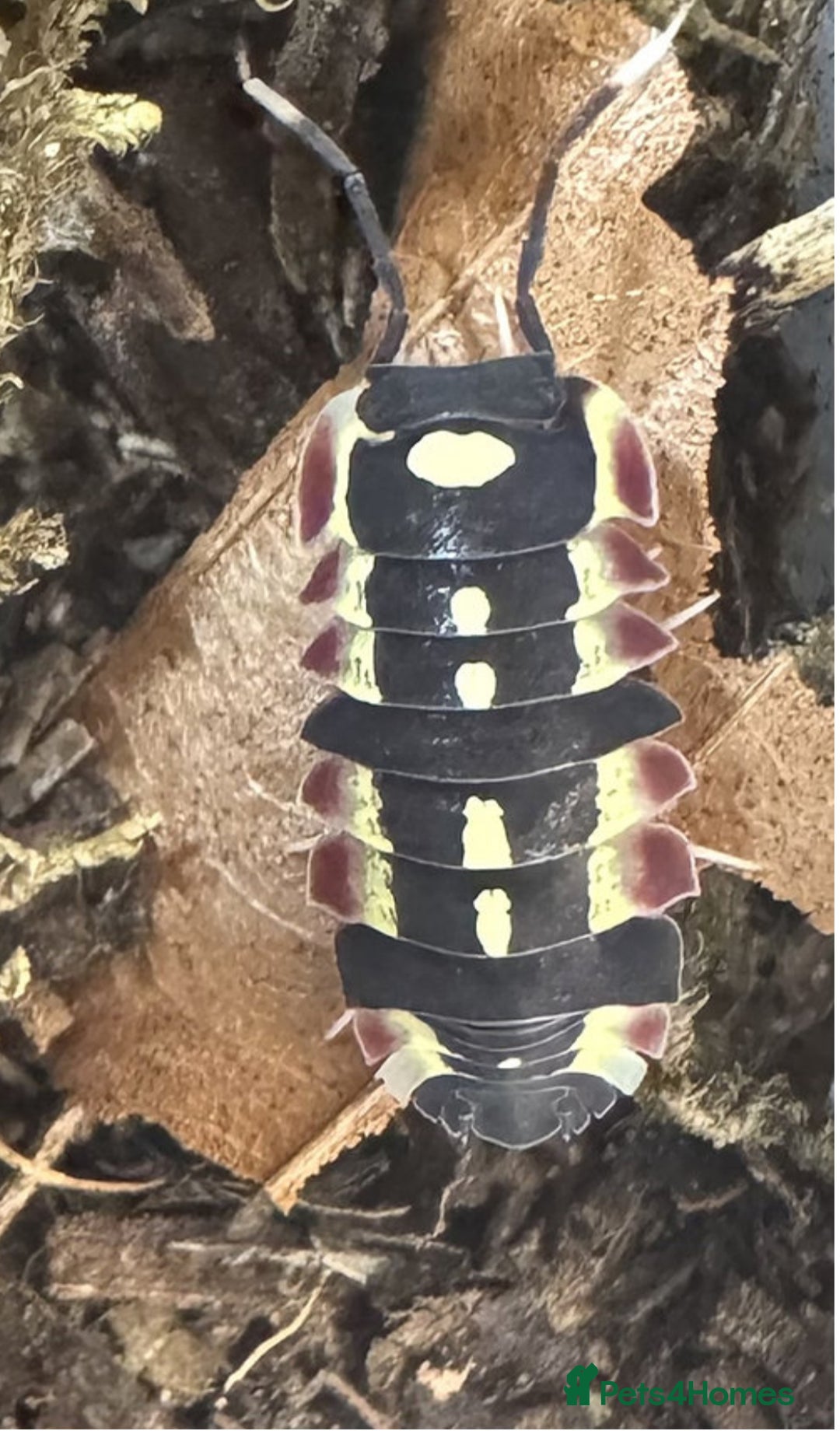 Mixed Breed invertebrates for sale: Isopods and dry goods available!  - Image 2