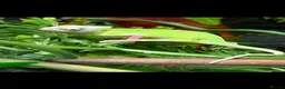 Chameleon reptiles for sale: Cb26 baby Yeman chameleons WOW AMAZING!!  - Advert 3