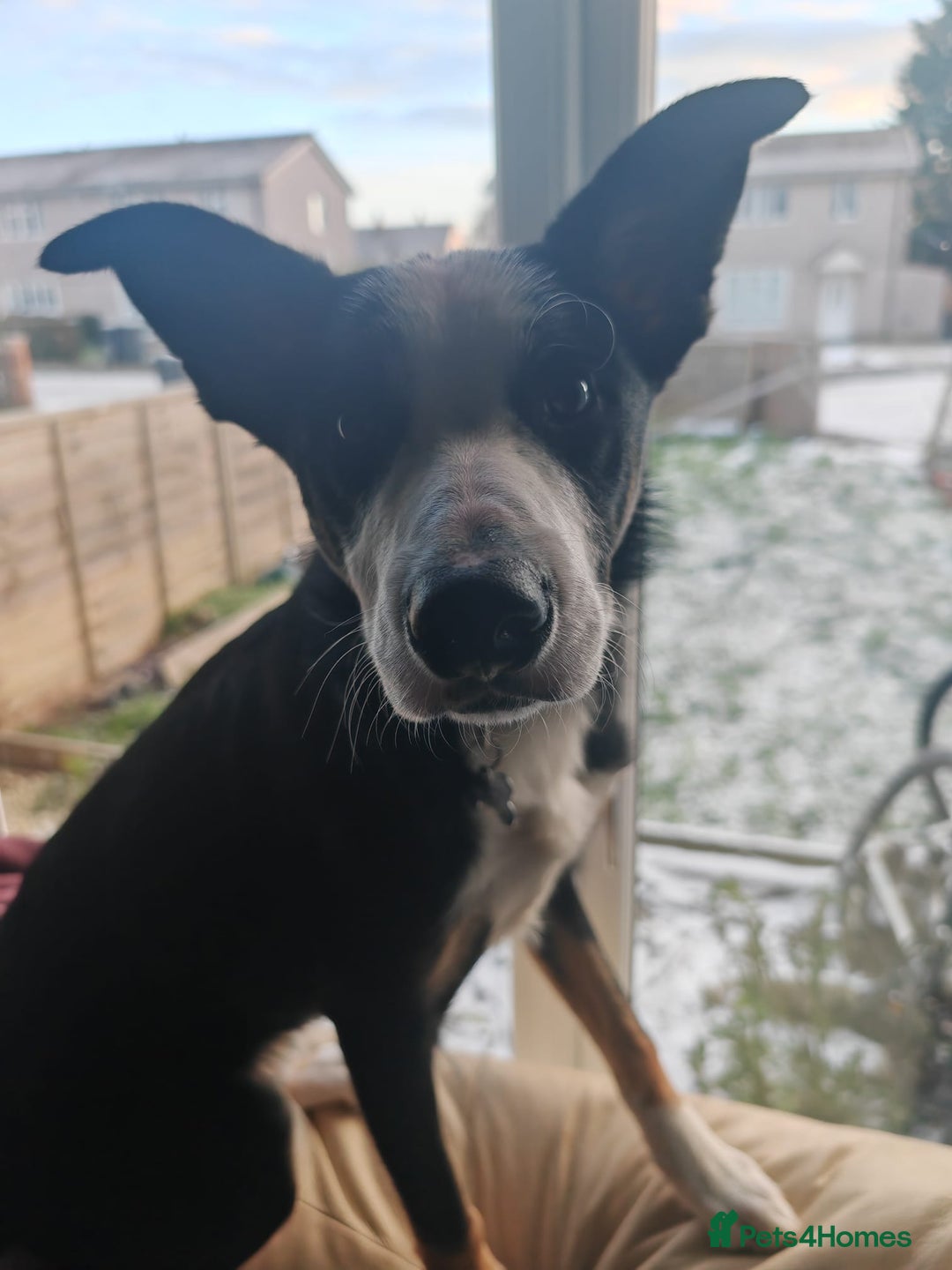 Border Collie dogs for sale: Border Collie Tri Colour - Advert 4