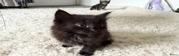 Mixed Breed cats for sale: 4 kittens looking for new home  - Advert 8